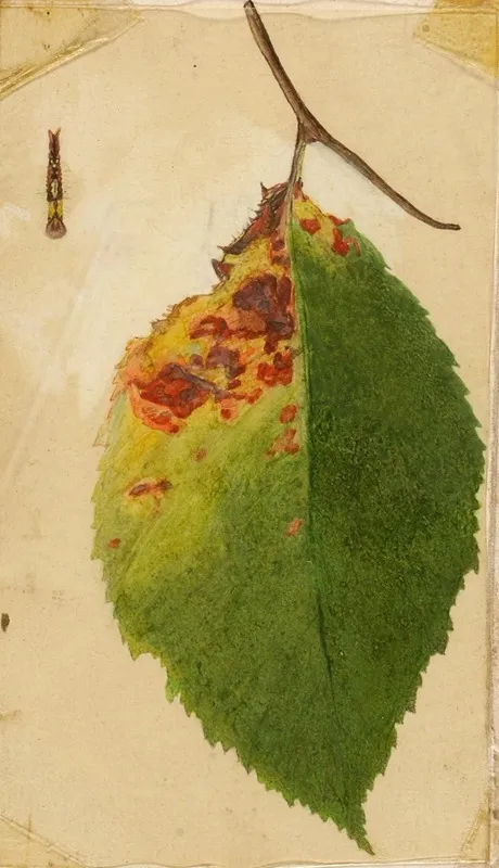 Crumpled And Withered Leaf Edge Mimicking Caterpillar 2 Wall Art by Emma Beach Thayer - High-Resolution Digital Print