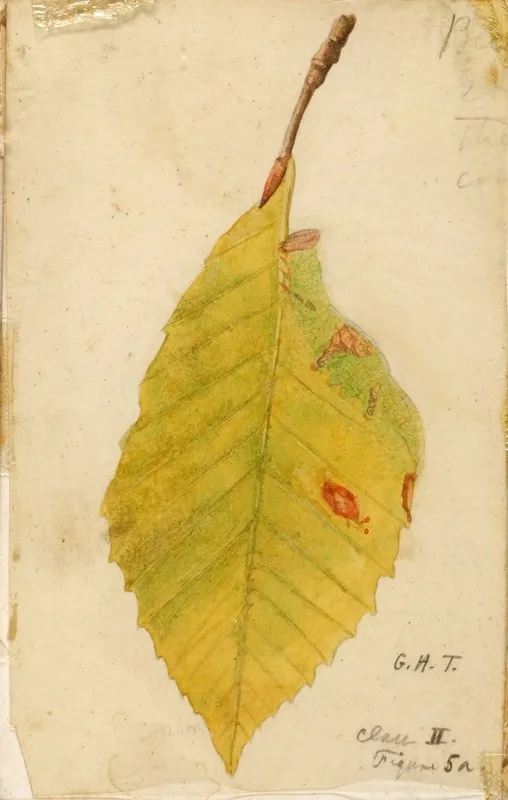 Crumpled And Withered Leaf Edge Mimicking Caterpillar Wall Art by Emma Beach Thayer - High-Resolution Digital Print