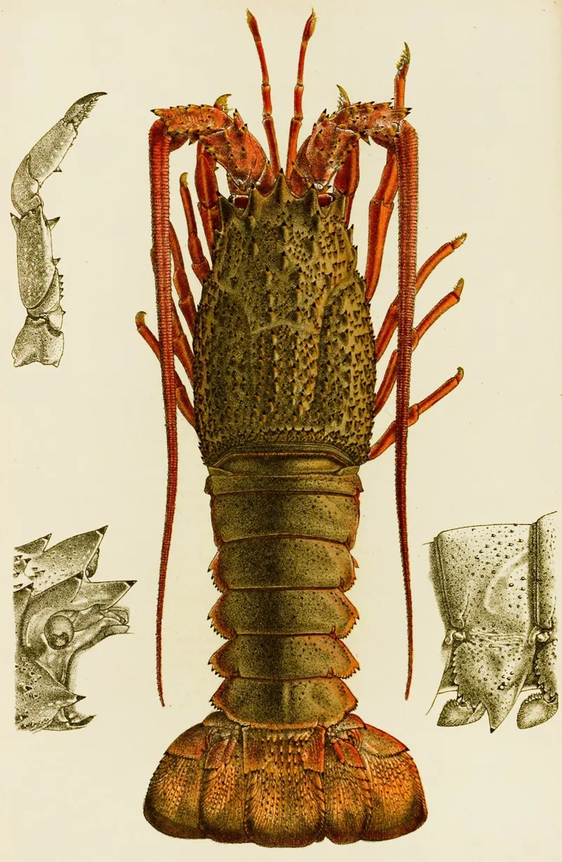 Crustacea I Wall Art by Frederick McCoy - High-Resolution Digital Print