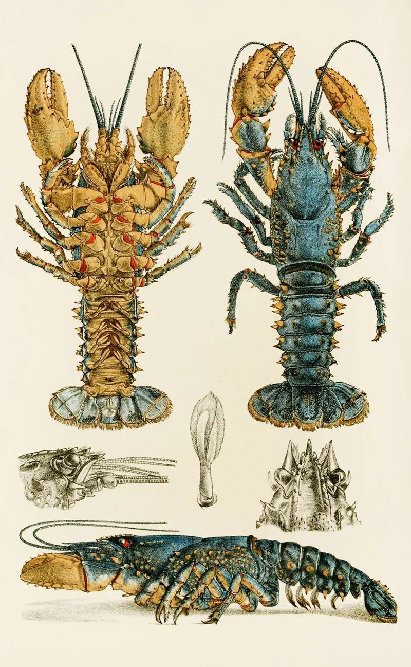 Crustacea Ii Wall Art by Frederick McCoy - High-Resolution Digital Print