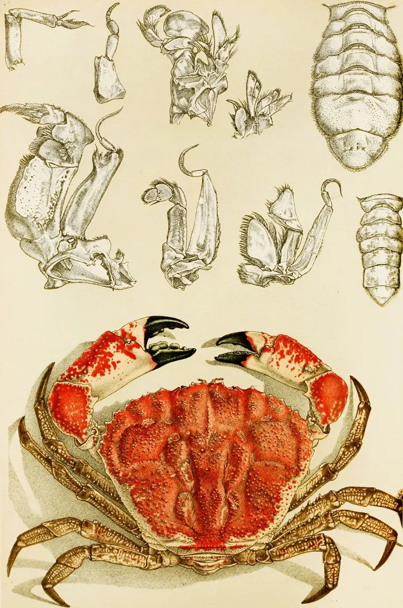 Crustacea Iii Wall Art by Frederick McCoy - High-Resolution Digital Print