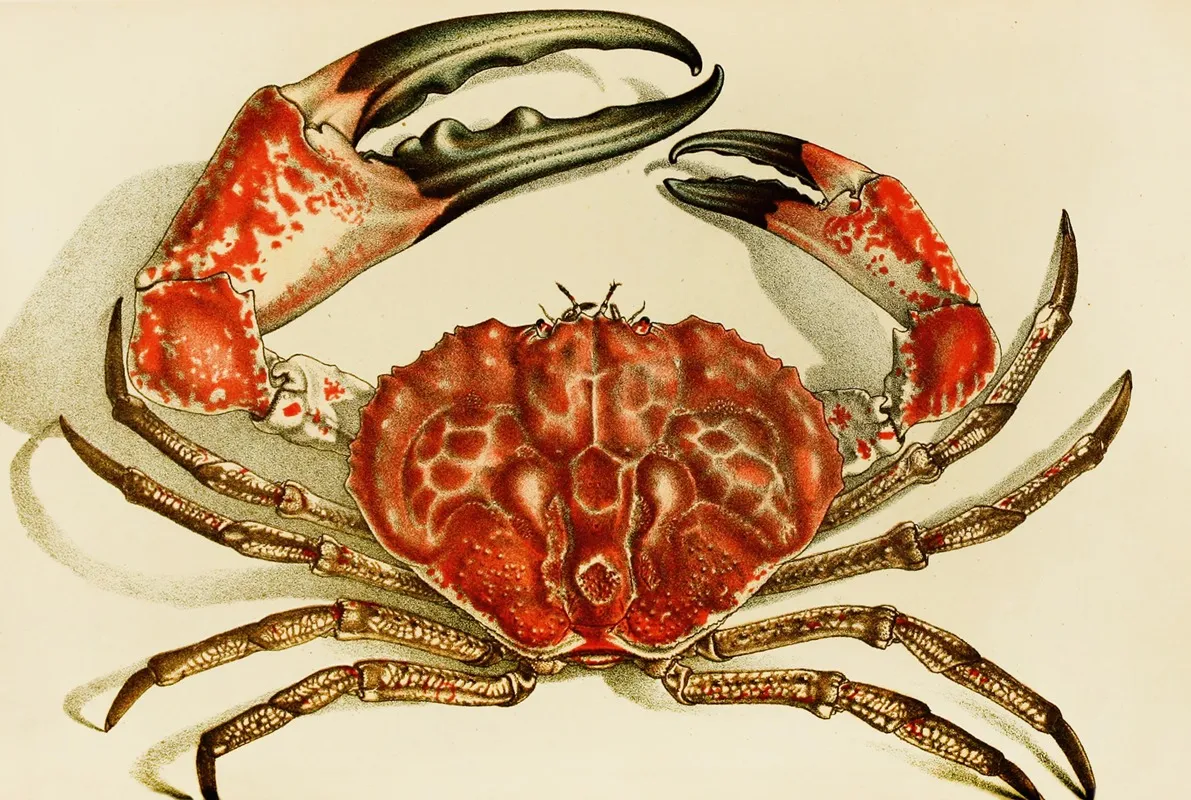 Crustacea Iv Wall Art by Frederick McCoy - High-Resolution Digital Print