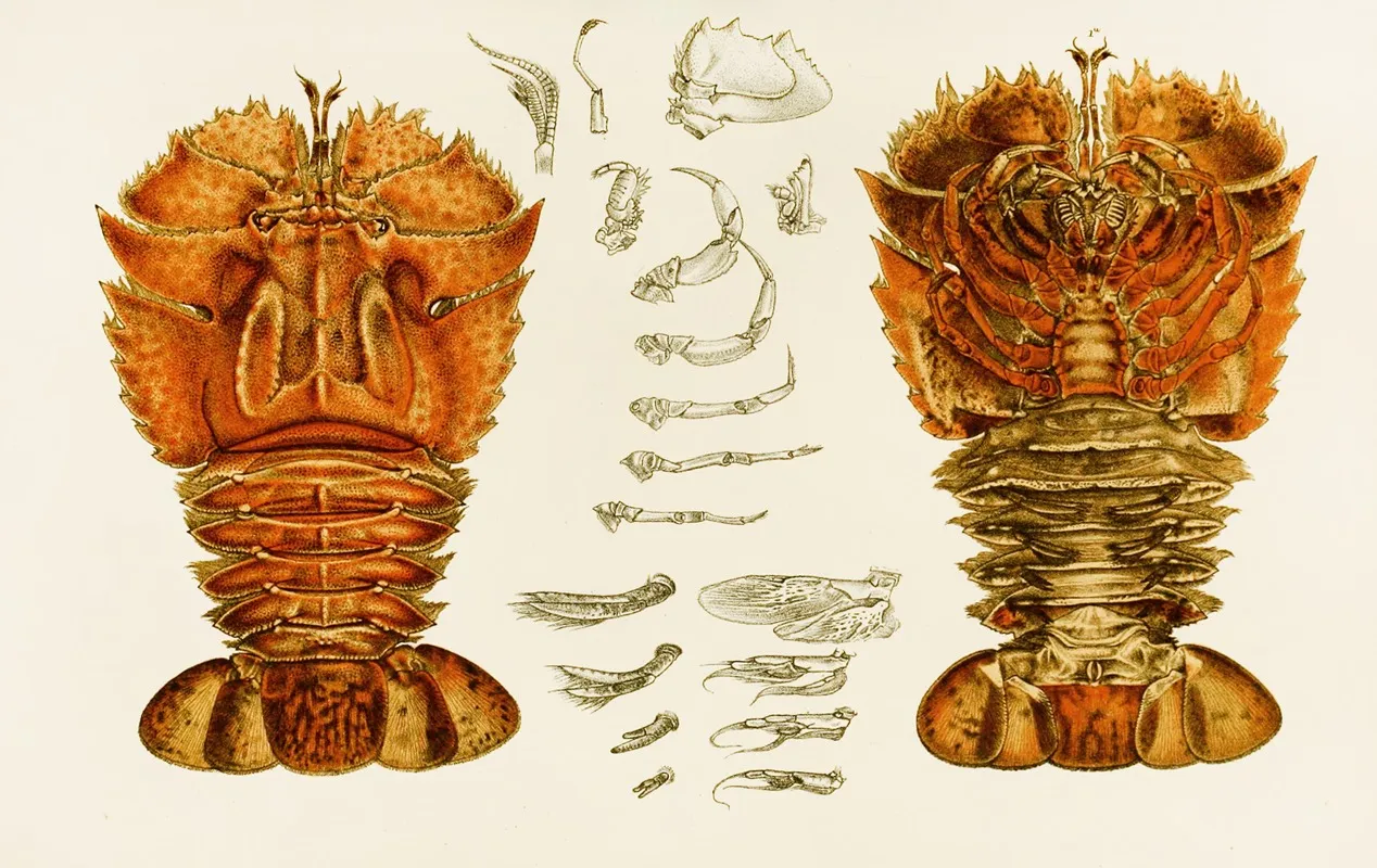 Crustacea V Wall Art by Frederick McCoy - High-Resolution Digital Print