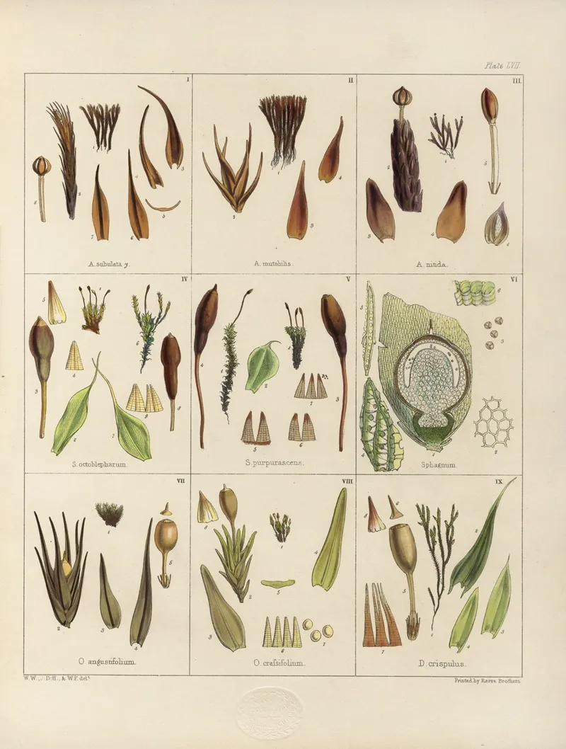 Cryptogamic Botany Of The Antarctic Voyage Of H M Discovery Ships Erebus And Terror In The Years 1839 Pl 01 Wall Art by Walter Hood Fitch - High-Resolution Digital Print