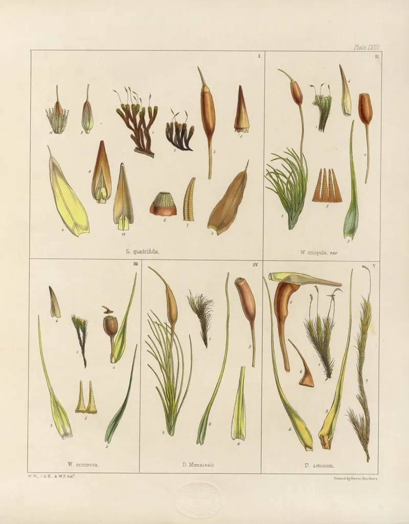 Cryptogamic Botany Of The Antarctic Voyage Of H M Discovery Ships Erebus And Terror In The Years 1839 Pl 02 Wall Art by Walter Hood Fitch - High-Resolution Digital Print