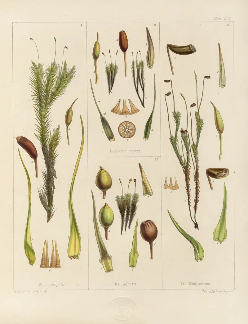 Cryptogamic Botany Of The Antarctic Voyage Of H M Discovery Ships Erebus And Terror In The Years 1839 Pl 03 Wall Art by Walter Hood Fitch - High-Resolution Digital Print