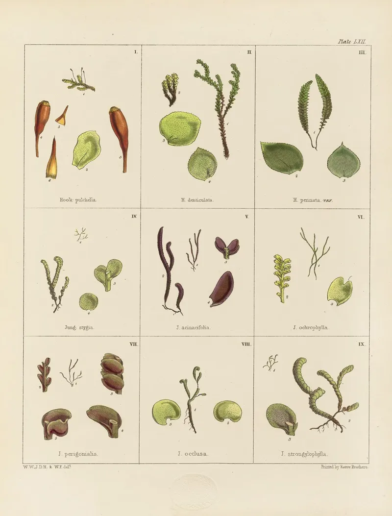 Cryptogamic Botany Of The Antarctic Voyage Of H M Discovery Ships Erebus And Terror In The Years 1839 Pl 06 Wall Art by Walter Hood Fitch - High-Resolution Digital Print