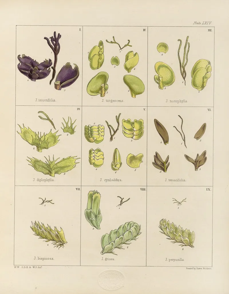 Cryptogamic Botany Of The Antarctic Voyage Of H M Discovery Ships Erebus And Terror In The Years 1839 Pl 08 Wall Art by Walter Hood Fitch - High-Resolution Digital Print