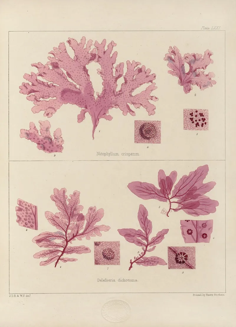 Cryptogamic Botany Of The Antarctic Voyage Of H M Discovery Ships Erebus And Terror In The Years 1839 Pl 15 Wall Art by Walter Hood Fitch - High-Resolution Digital Print