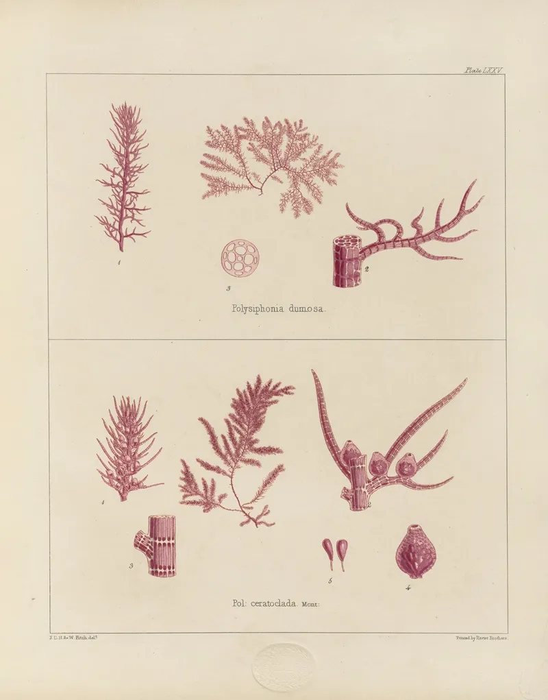 Cryptogamic Botany Of The Antarctic Voyage Of H M Discovery Ships Erebus And Terror In The Years 1839 Pl 19 Wall Art by Walter Hood Fitch - High-Resolution Digital Print