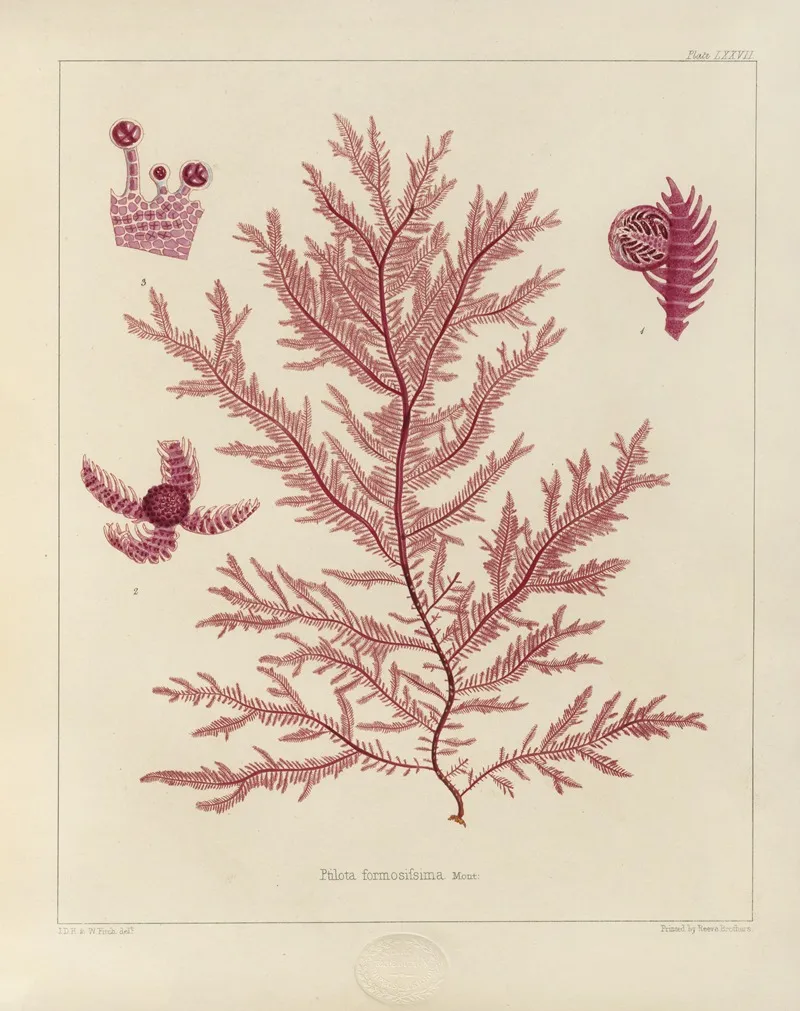 Cryptogamic Botany Of The Antarctic Voyage Of H M Discovery Ships Erebus And Terror In The Years 1839 Pl 21 Wall Art by Walter Hood Fitch - High-Resolution Digital Print