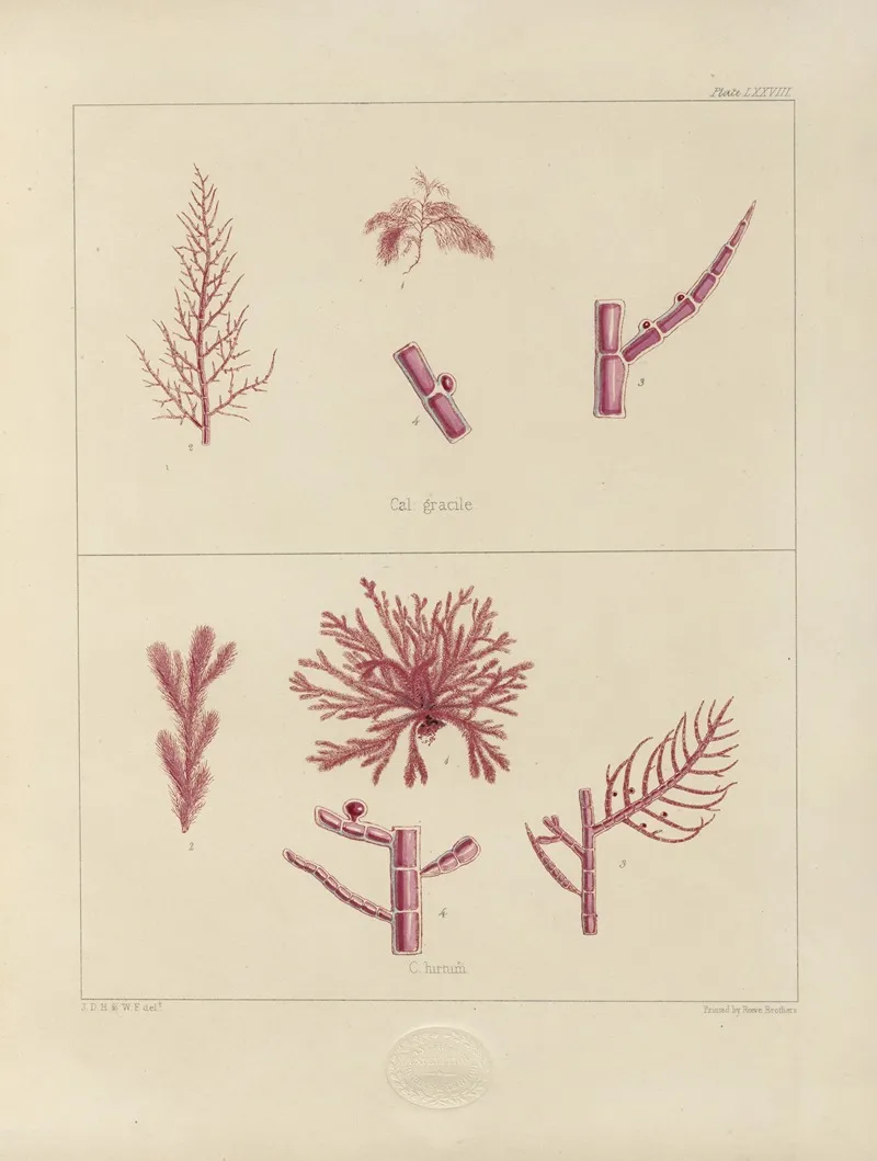 Cryptogamic Botany Of The Antarctic Voyage Of H M Discovery Ships Erebus And Terror In The Years 1839 Pl 22 Wall Art by Walter Hood Fitch - High-Resolution Digital Print