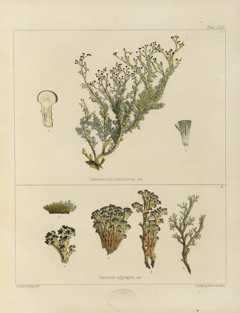 Cryptogamic Botany Of The Antarctic Voyage Of H M Discovery Ships Erebus And Terror In The Years 1839 Pl 24 Wall Art by Walter Hood Fitch - High-Resolution Digital Print
