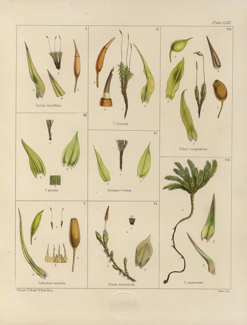 Cryptogamic Botany Of The Antarctic Voyage Of H M Discovery Ships Erebus And Terror In The Years 1839 Pl 27 Wall Art by Walter Hood Fitch - High-Resolution Digital Print