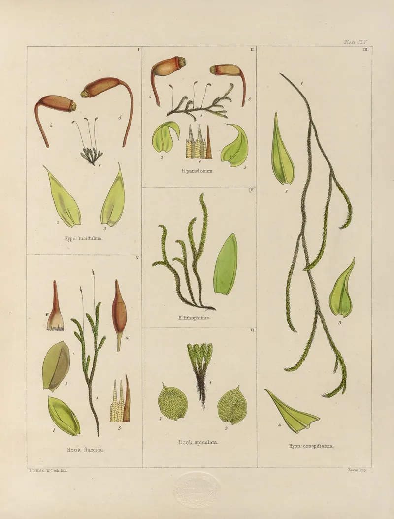 Cryptogamic Botany Of The Antarctic Voyage Of H M Discovery Ships Erebus And Terror In The Years 1839 Pl 29 Wall Art by Walter Hood Fitch - High-Resolution Digital Print