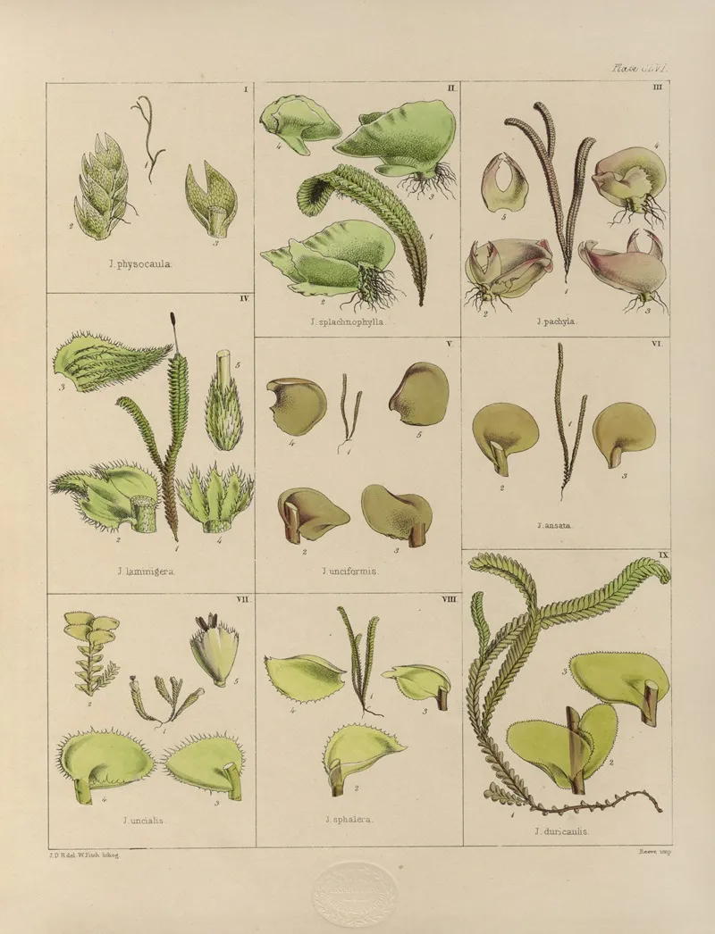 Cryptogamic Botany Of The Antarctic Voyage Of H M Discovery Ships Erebus And Terror In The Years 1839 Pl 30 Wall Art by Walter Hood Fitch - High-Resolution Digital Print