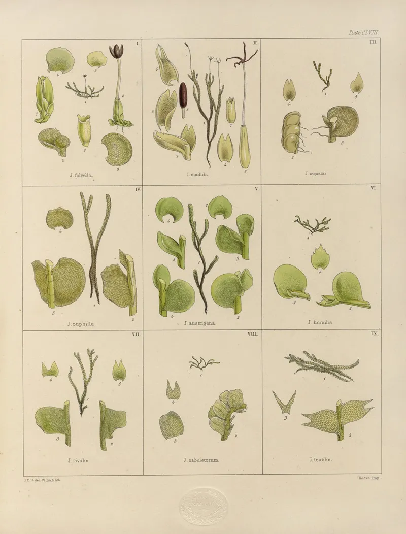 Cryptogamic Botany Of The Antarctic Voyage Of H M Discovery Ships Erebus And Terror In The Years 1839 Pl 32 Wall Art by Walter Hood Fitch - High-Resolution Digital Print