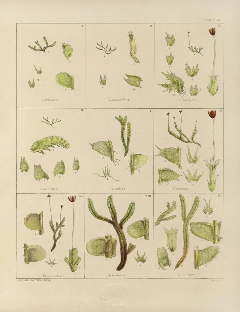 Cryptogamic Botany Of The Antarctic Voyage Of H M Discovery Ships Erebus And Terror In The Years 1839 Pl 33 Wall Art by Walter Hood Fitch - High-Resolution Digital Print
