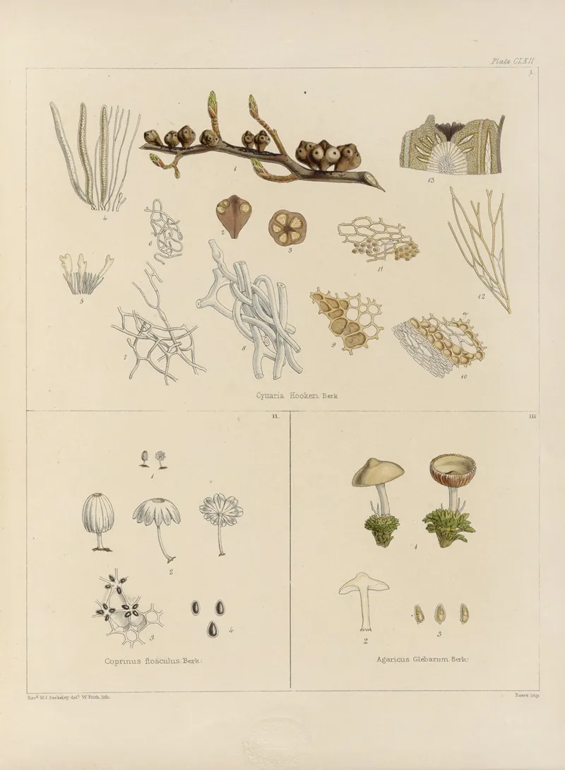 Cryptogamic Botany Of The Antarctic Voyage Of H M Discovery Ships Erebus And Terror In The Years 1839 Pl 36 Wall Art by Walter Hood Fitch - High-Resolution Digital Print