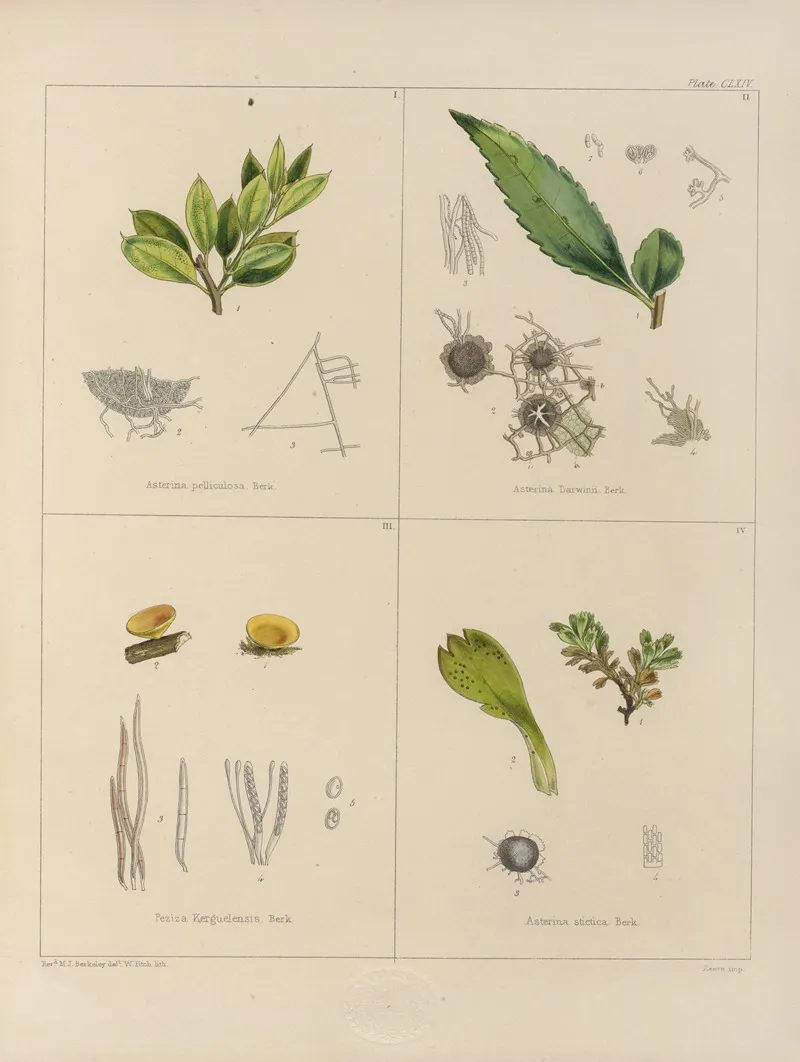 Cryptogamic Botany Of The Antarctic Voyage Of H M Discovery Ships Erebus And Terror In The Years 1839 Pl 38 Wall Art by Walter Hood Fitch - High-Resolution Digital Print
