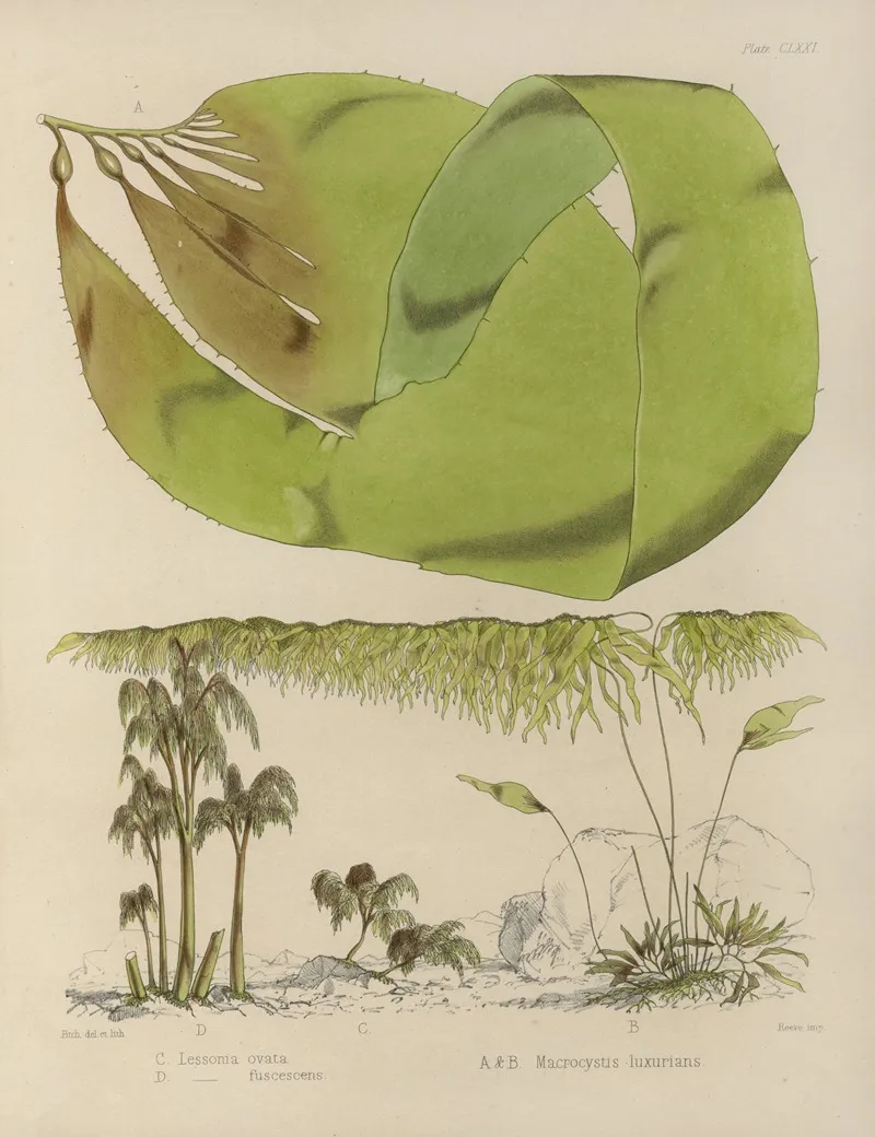 Cryptogamic Botany Of The Antarctic Voyage Of H M Discovery Ships Erebus And Terror In The Years 1839 Pl 42 Wall Art by Walter Hood Fitch - High-Resolution Digital Print