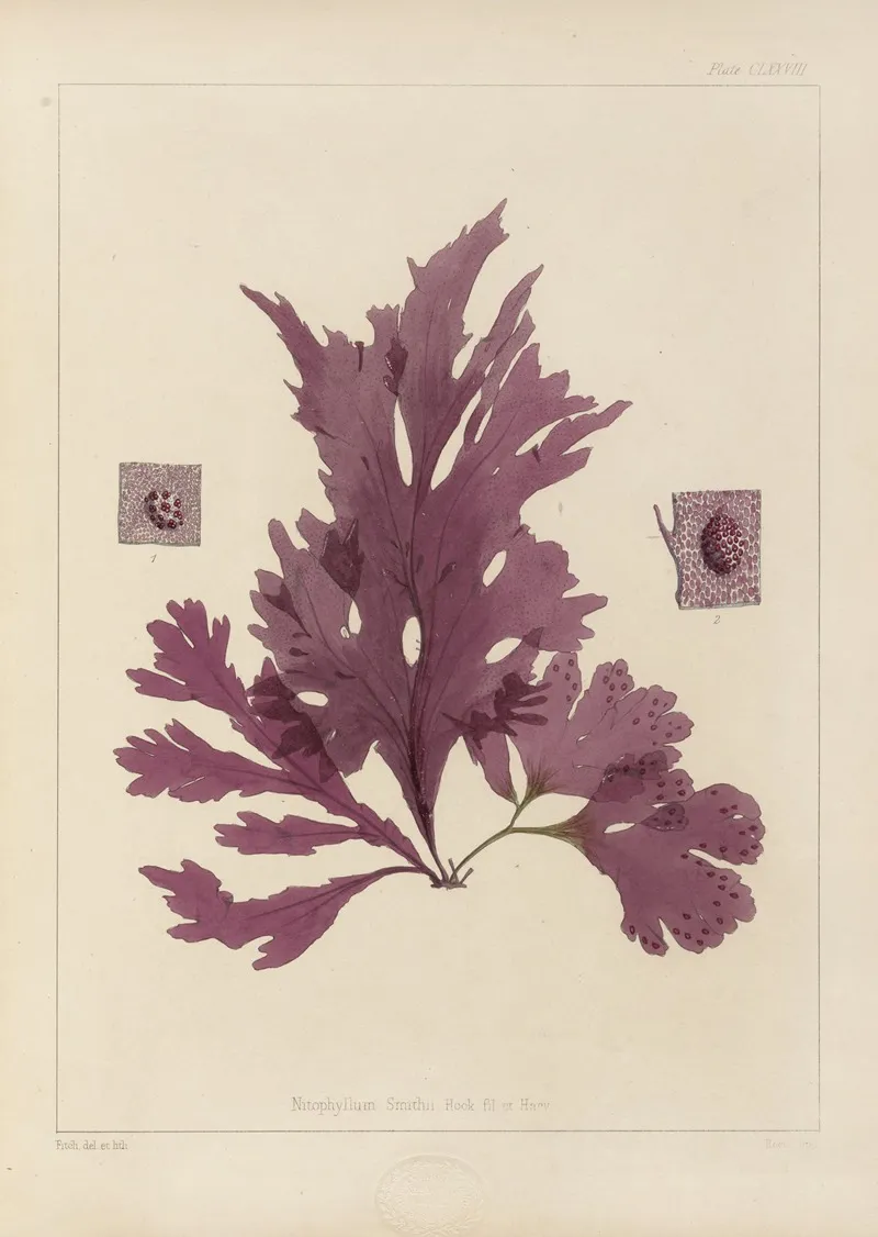 Cryptogamic Botany Of The Antarctic Voyage Of H M Discovery Ships Erebus And Terror In The Years 1839 Pl 48 Wall Art by Walter Hood Fitch - High-Resolution Digital Print