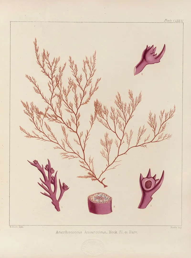 Cryptogamic Botany Of The Antarctic Voyage Of H M Discovery Ships Erebus And Terror In The Years 1839 Pl 51 Wall Art by Walter Hood Fitch - High-Resolution Digital Print