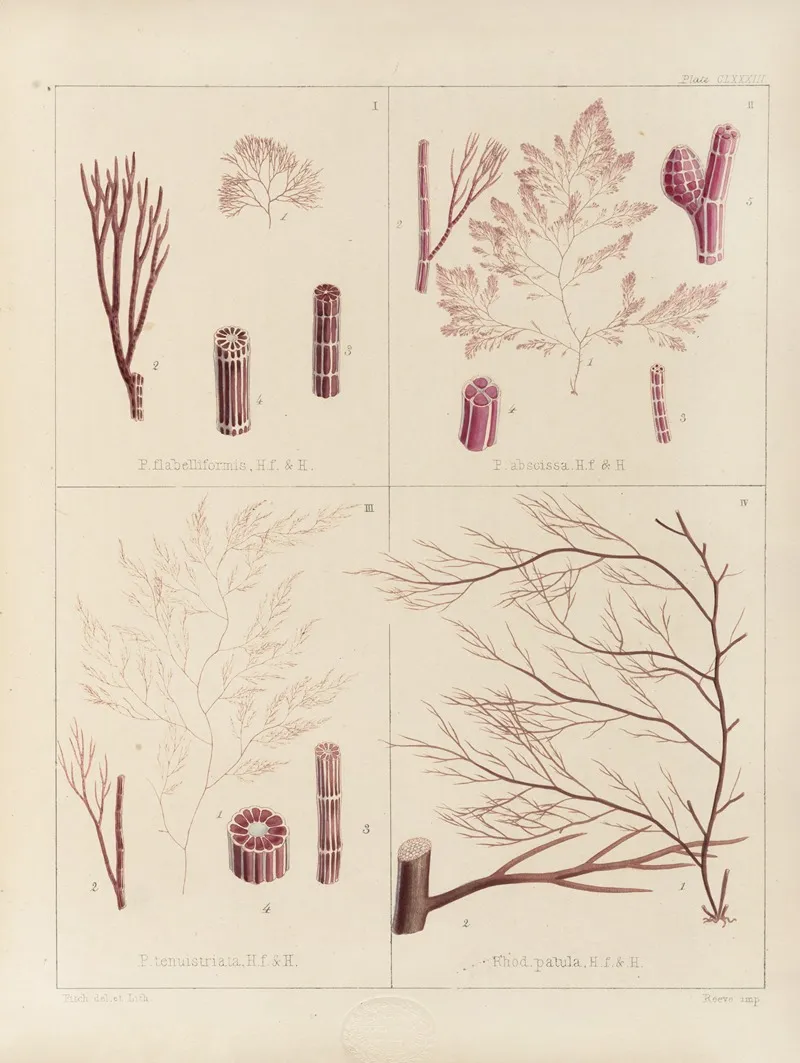 Cryptogamic Botany Of The Antarctic Voyage Of H M Discovery Ships Erebus And Terror In The Years 1839 Pl 53 Wall Art by Walter Hood Fitch - High-Resolution Digital Print