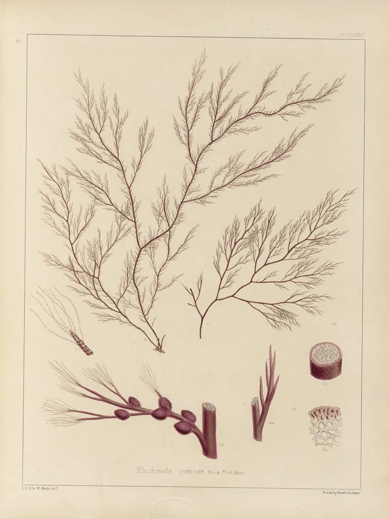 Cryptogamic Botany Of The Antarctic Voyage Of H M Discovery Ships Erebus And Terror In The Years 1839 Pl 55 Wall Art by Walter Hood Fitch - High-Resolution Digital Print