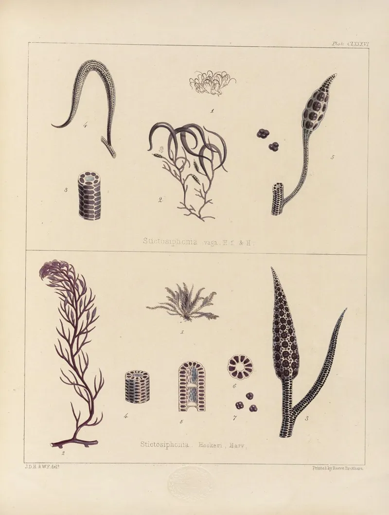 Cryptogamic Botany Of The Antarctic Voyage Of H M Discovery Ships Erebus And Terror In The Years 1839 Pl 56 Wall Art by Walter Hood Fitch - High-Resolution Digital Print