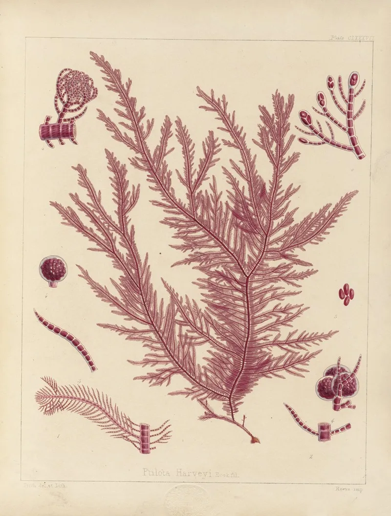 Cryptogamic Botany Of The Antarctic Voyage Of H M Discovery Ships Erebus And Terror In The Years 1839 Pl 57 Wall Art by Walter Hood Fitch - High-Resolution Digital Print