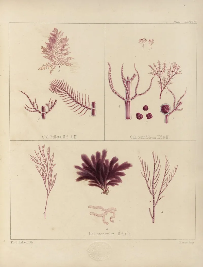 Cryptogamic Botany Of The Antarctic Voyage Of H M Discovery Ships Erebus And Terror In The Years 1839 Pl 59 Wall Art by Walter Hood Fitch - High-Resolution Digital Print