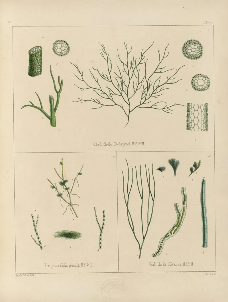 Cryptogamic Botany Of The Antarctic Voyage Of H M Discovery Ships Erebus And Terror In The Years 1839 Pl 60 Wall Art by Walter Hood Fitch - High-Resolution Digital Print