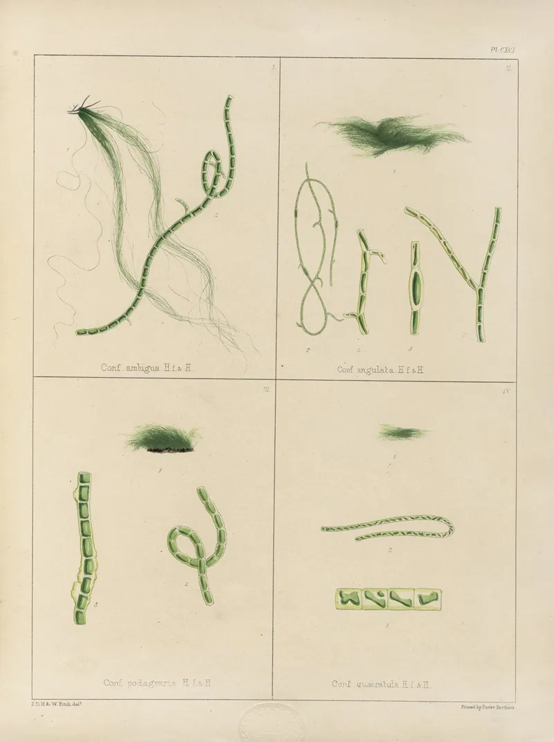 Cryptogamic Botany Of The Antarctic Voyage Of H M Discovery Ships Erebus And Terror In The Years 1839 Pl 61 Wall Art by Walter Hood Fitch - High-Resolution Digital Print