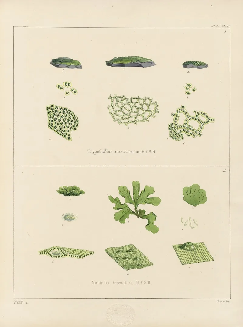 Cryptogamic Botany Of The Antarctic Voyage Of H M Discovery Ships Erebus And Terror In The Years 1839 Pl 64 Wall Art by Walter Hood Fitch - High-Resolution Digital Print