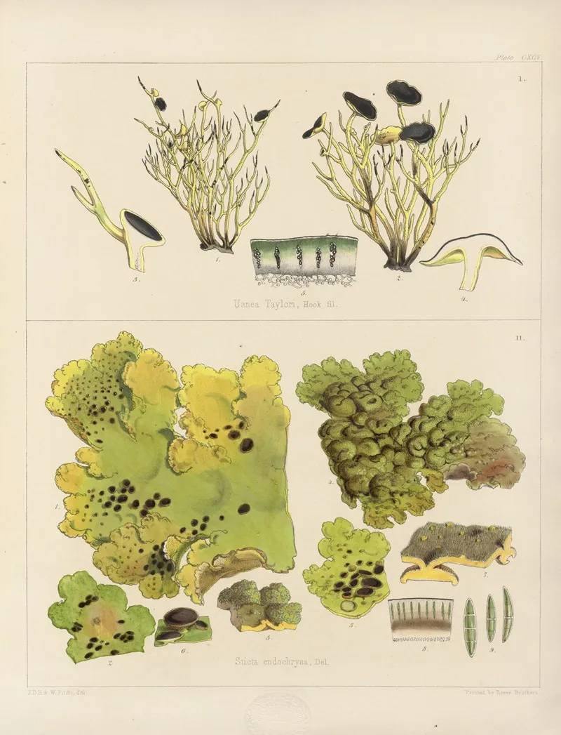 Cryptogamic Botany Of The Antarctic Voyage Of H M Discovery Ships Erebus And Terror In The Years 1839 Pl 65 Wall Art by Walter Hood Fitch - High-Resolution Digital Print