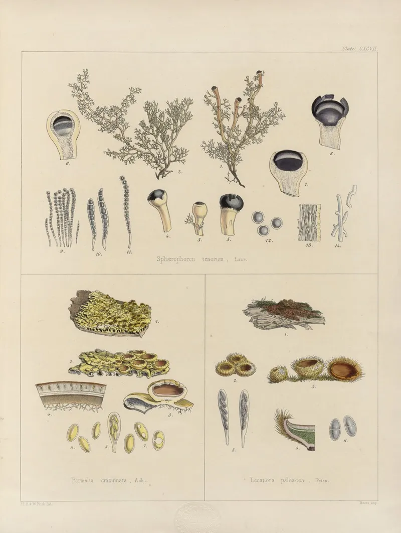 Cryptogamic Botany Of The Antarctic Voyage Of H M Discovery Ships Erebus And Terror In The Years 1839 Pl 67 Wall Art by Walter Hood Fitch - High-Resolution Digital Print