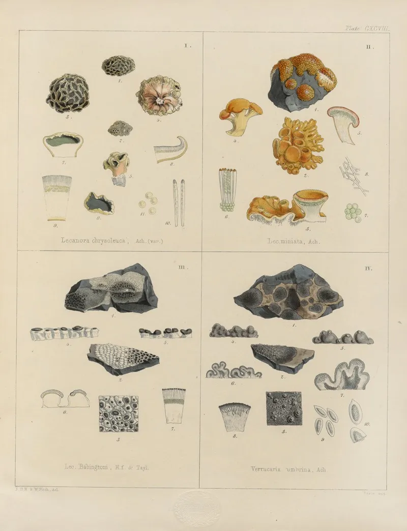 Cryptogamic Botany Of The Antarctic Voyage Of H M Discovery Ships Erebus And Terror In The Years 1839 Pl 68 Wall Art by Walter Hood Fitch - High-Resolution Digital Print