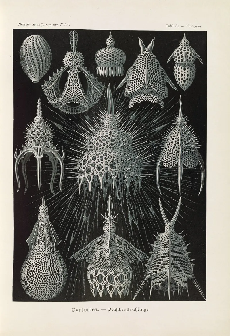 Crytoidea Flaschenstrahlinge Wall Art by Ernst Haeckel - High-Resolution Digital Print