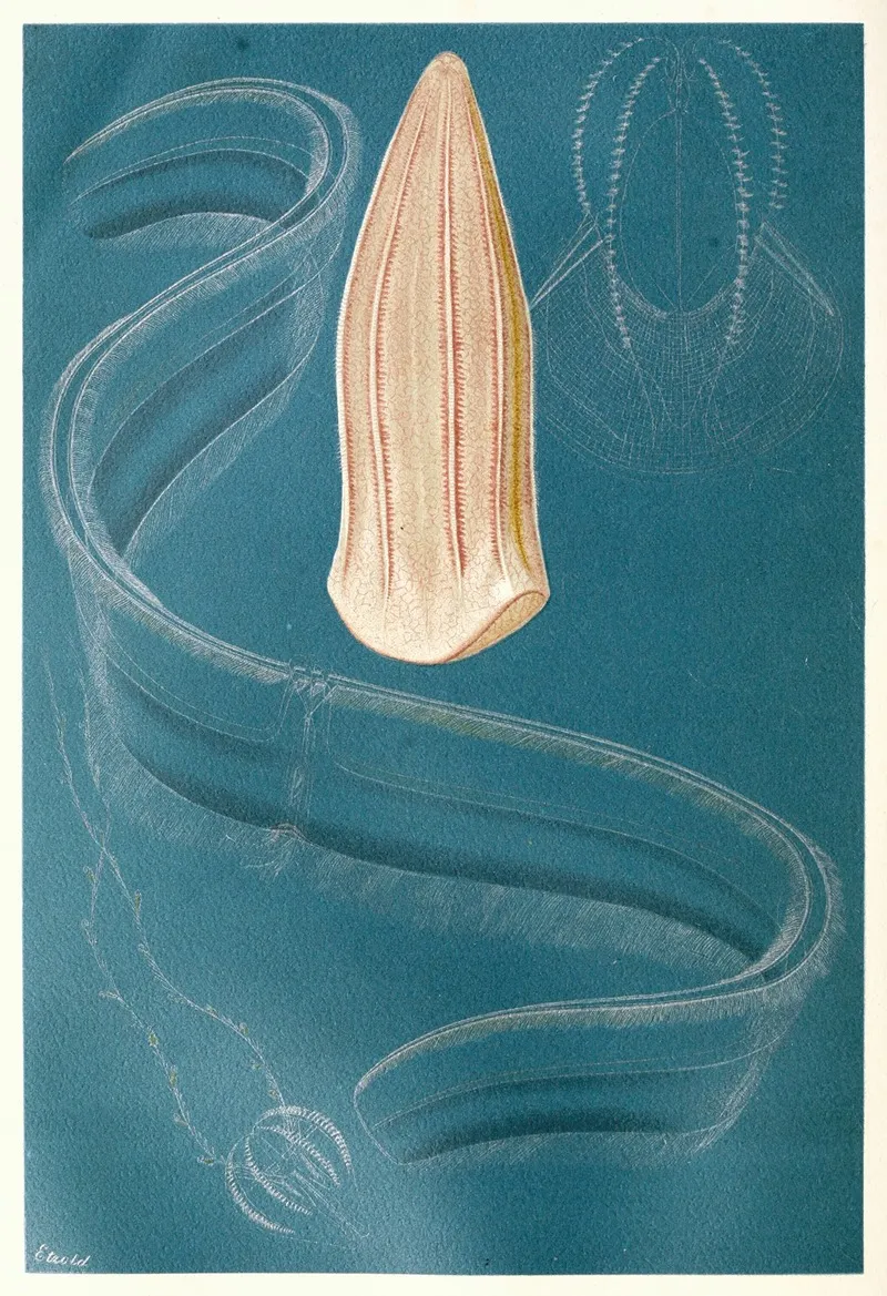 Ctenophores Wall Art by Anonymous - High-Resolution Digital Print