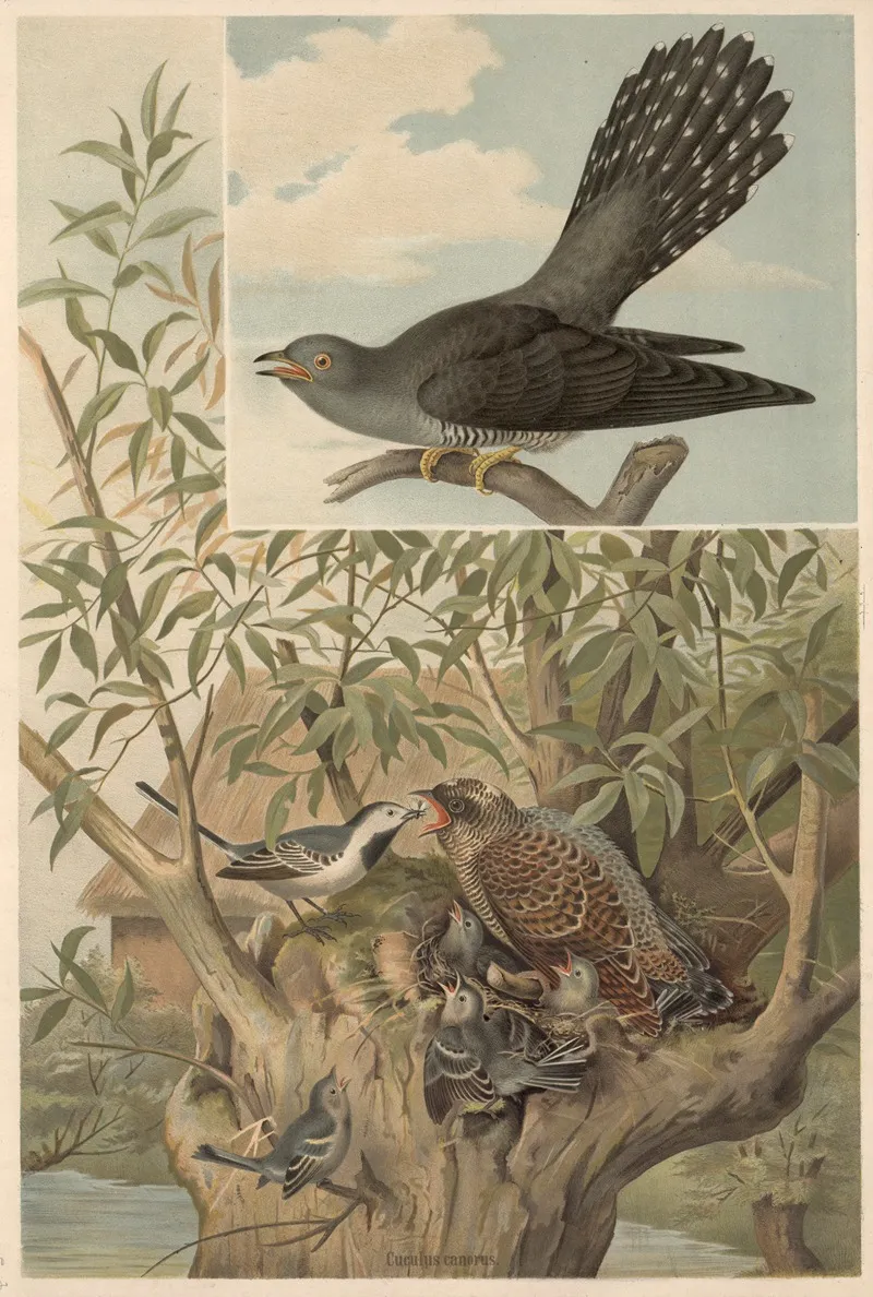 Cuckoo 3 Wall Art by Emil Schmidt - High-Resolution Digital Print