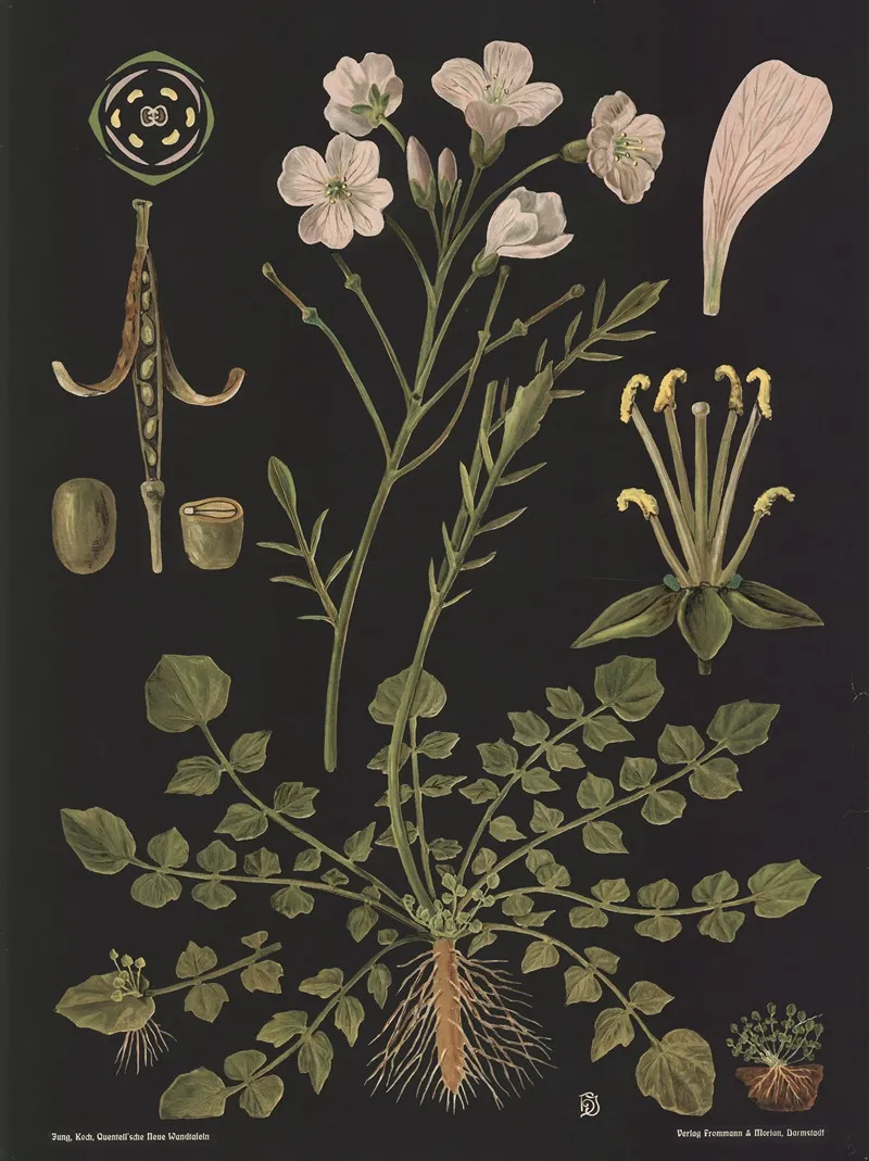 Cuckoo Flower Cardamine Pratensis Wall Art by Gottlieb von Koch - High-Resolution Digital Print