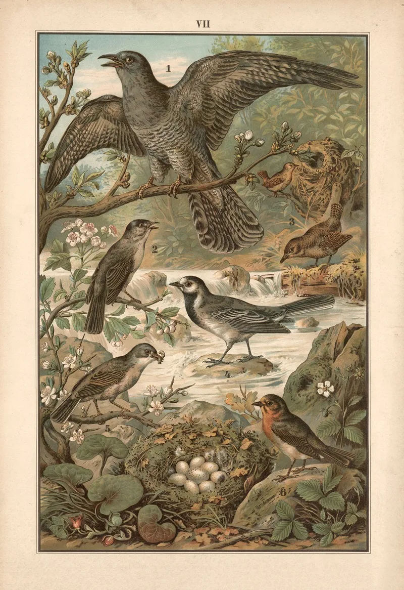 Cuckoo Wren Wagtail Grass Wren And Redstart