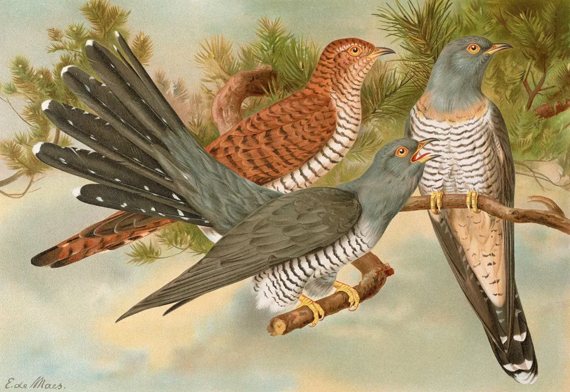 Cuculus Canorus Wall Art by Johann Friedrich Naumann - High-Resolution Digital Print