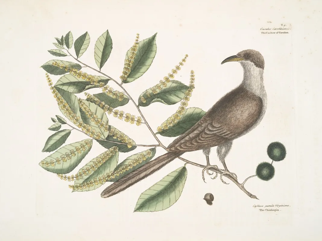 Cuculus Caroliniensis The Cockow Of Carolina Castinea Castanea Pumila Virginiana Wall Art by Mark Catesby - High-Resolution Digital Print