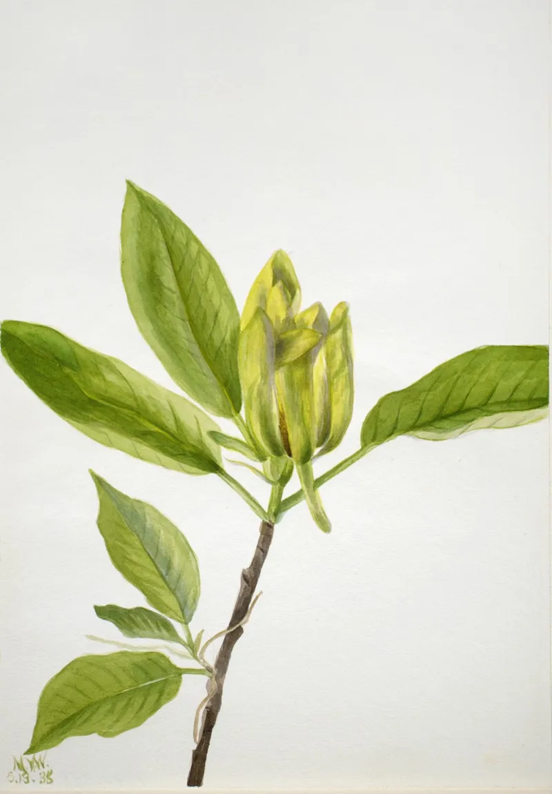 Cucumber Tree Magnolia Scuminata