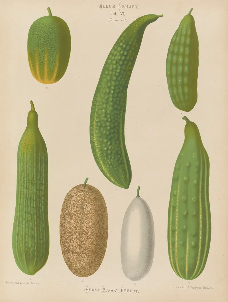 Cucumbers Wall Art by Ernst Benary - High-Resolution Digital Print