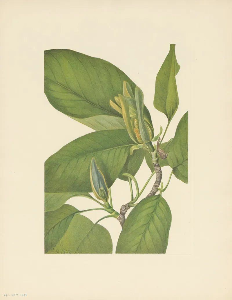 Cucumbertree Magnolia Acuminata 3