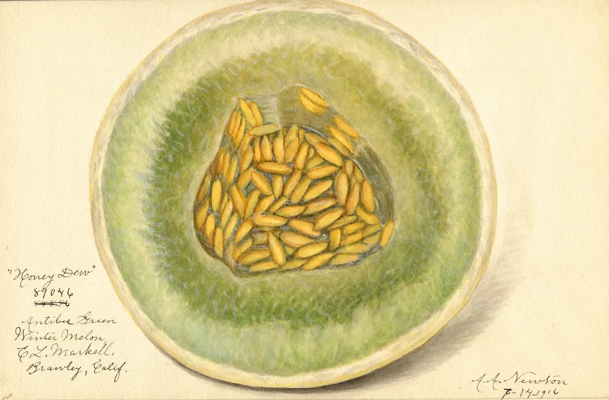 Cucumis Melo Honey Dew Wall Art by Amanda Almira Newton - High-Resolution Digital Print
