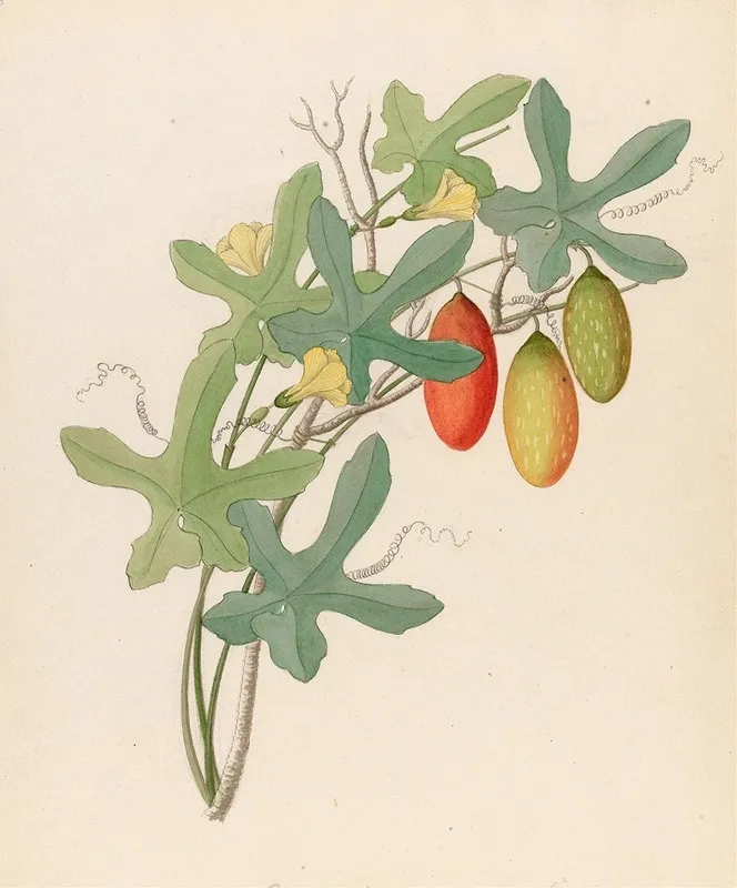 Cucumis Melothria Pendula Coccinea Quinqueloba Wall Art by Clemenz Heinrich Wehdemann - High-Resolution Digital Print